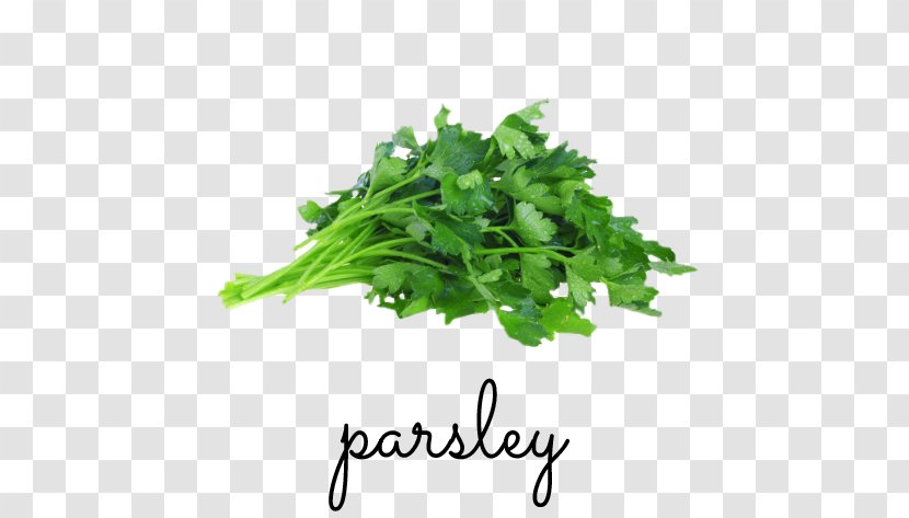 Parsley Greek Cuisine Herb Chicken Soup Celeriac - Rapini - Ingredient Transparent PNG