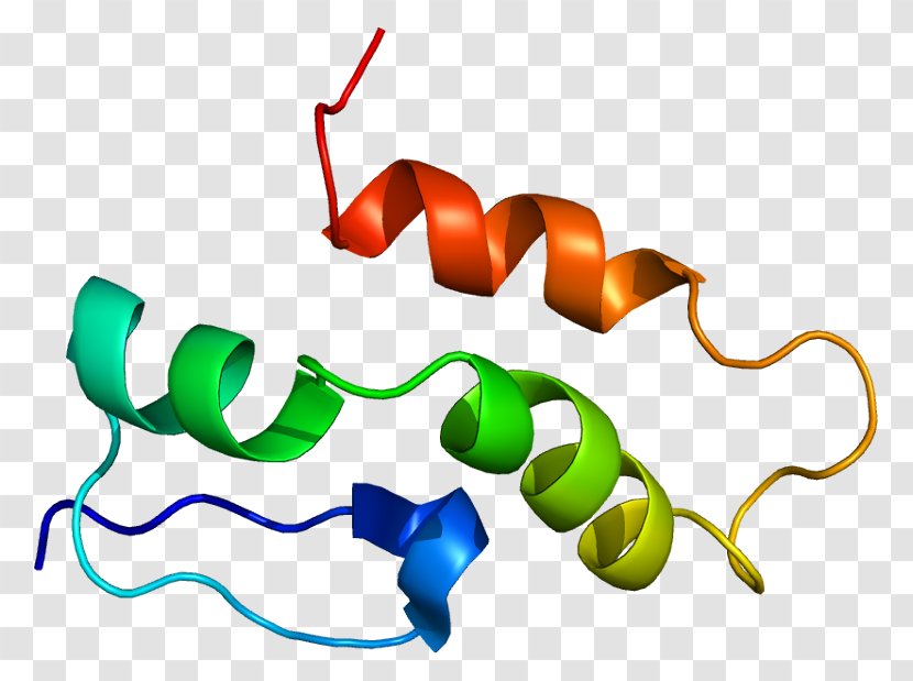 Transport Protein SnRNP Polipeptide - Membrane Transparent PNG
