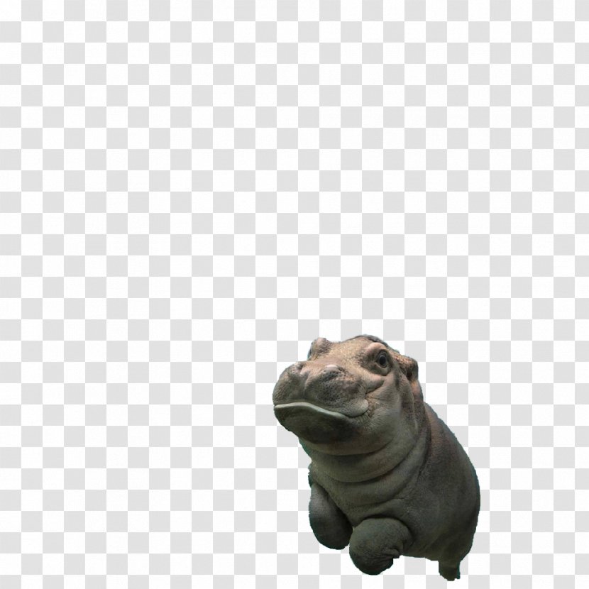 Hippopotamus Animal Ontario Infant Bangs - Hippo Transparent PNG