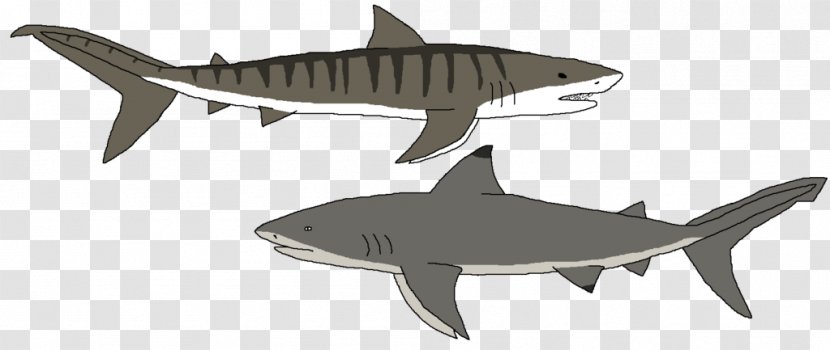 Tiger Shark Squaliform Sharks Requiem Fauna - Squaliformes - Reef Teeth Transparent PNG