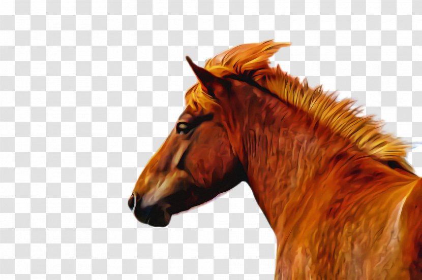 Horse Sorrel Mane Head Stallion - Liver - Mare Transparent PNG