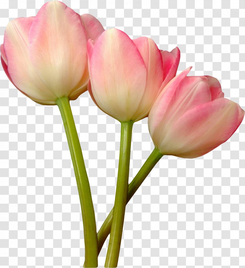 Tulip Pink Garden Roses Flower - Color - White Transparent PNG