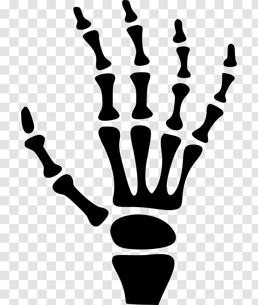 Carpal Bones Human Skeleton Hand - Bone Transparent PNG