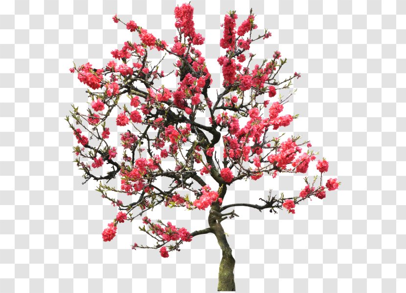 Blossom Peach Tree Clip Art - Branch Transparent PNG