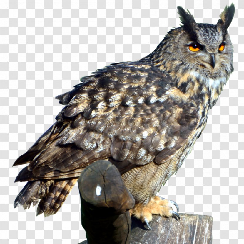 Eurasian Eagle-owl Great Horned Owl Clip Art Transparent PNG