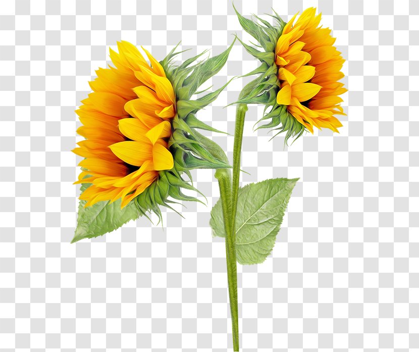 Common Sunflower Sunflowers Clip Art - Yellow - Sun Flower Transparent PNG