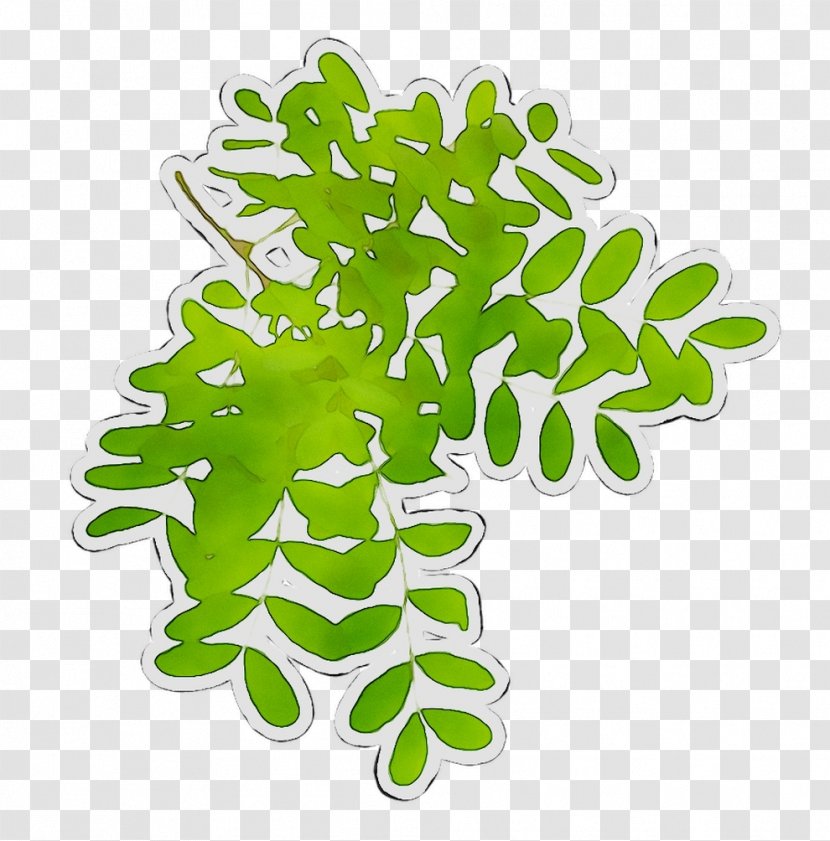 Leaf Plant Stem Font Plants - Branch Transparent PNG