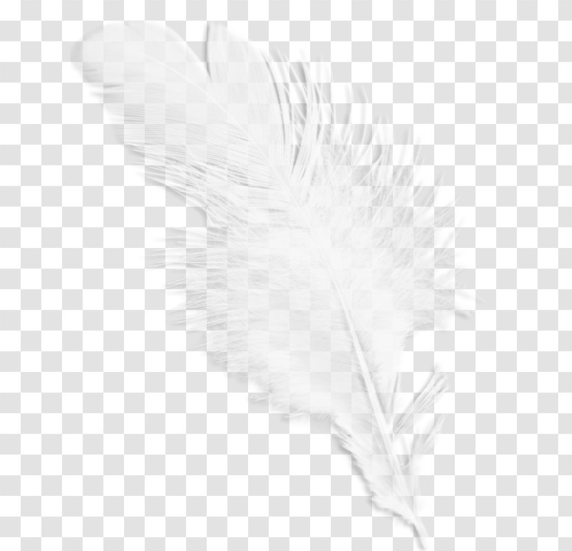 Black And White Feather Wing Pattern - Feathers Transparent PNG