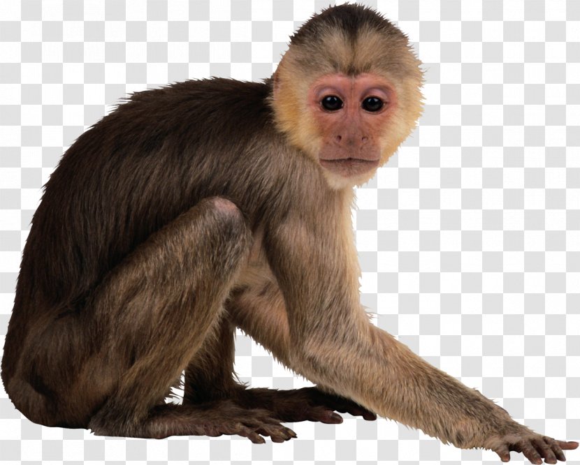 Monkey Desktop Wallpaper Clip Art - Animal Transparent PNG