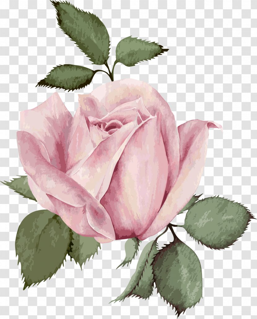 Wedding Invitation Flower Rose - Garden Roses - Flowers Transparent PNG