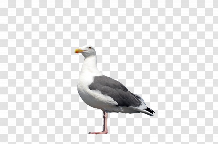 Gulls Great Black-backed Gull Bird European Herring - Beak - Seagull Transparent PNG