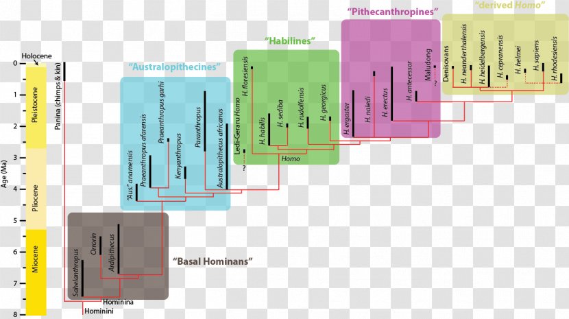 Neanderthal Flores Man Homo Sapiens Denisovan Phylogenetic Tree - Diagram Transparent PNG