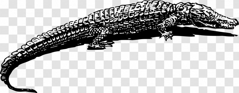 Crocodile Alligator Animal Drawing Clip Art - Fauna Transparent PNG