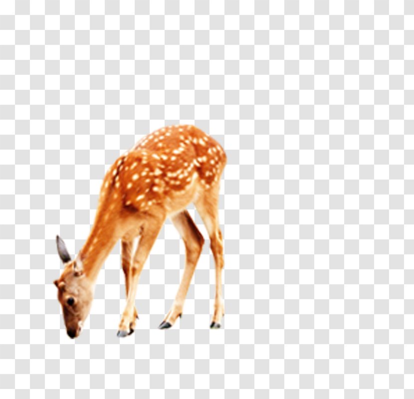 Deer Giraffe Computer File - Wildlife Transparent PNG