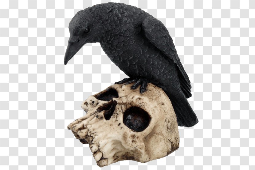 Bird The Raven Skull Common Crow Family Transparent PNG