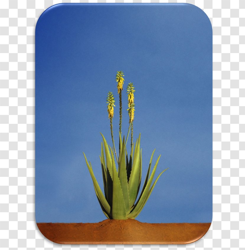 Aloe Vera Plant Asphodelaceae Xanthorrhoeaceae Gel Transparent PNG