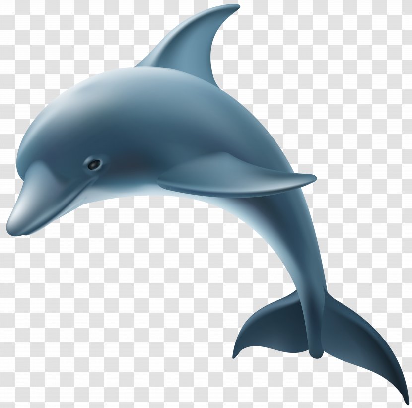 Common Bottlenose Dolphin Short-beaked Rough-toothed Wholphin - Baiji - Clip Art Image Transparent PNG