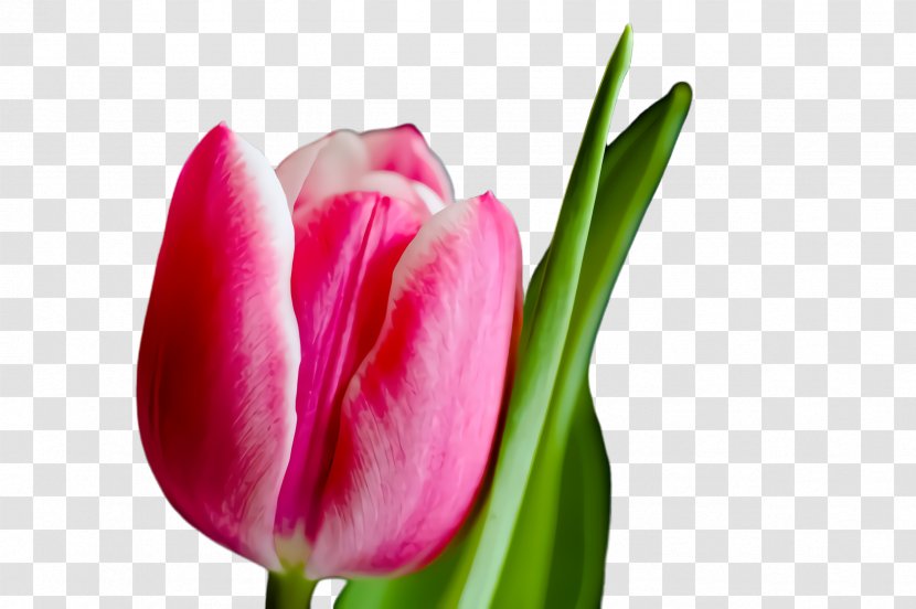 Lily Flower Cartoon - Blossom - Lady Tulip Anthurium Transparent PNG