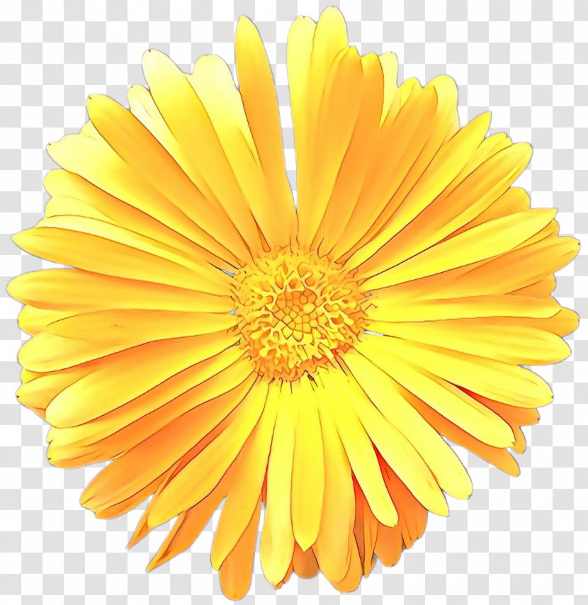 Floral Flower Background - Gerbera - Perennial Plant Aster Transparent PNG