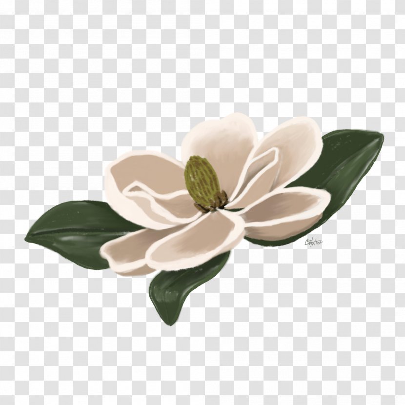 Flowering Plant Magnolia Floral Design Blue - Tree - Flower Transparent PNG