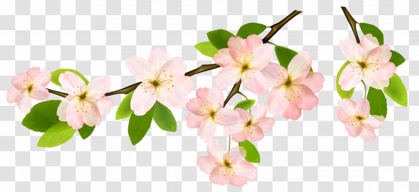 Branch Flower Clip Art - Flowering Plant - Spring Transparent PNG