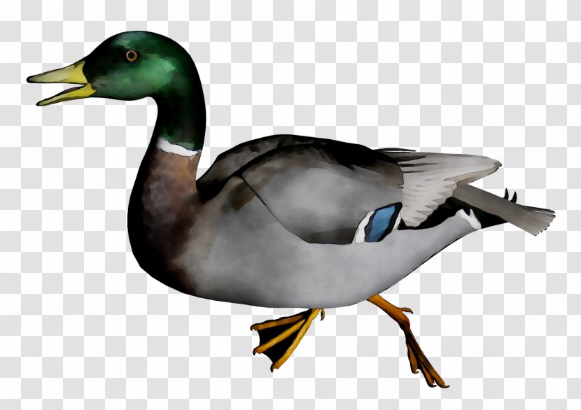 Mallard Goose Duck Fauna Beak - Waterfowl - Neck Transparent PNG