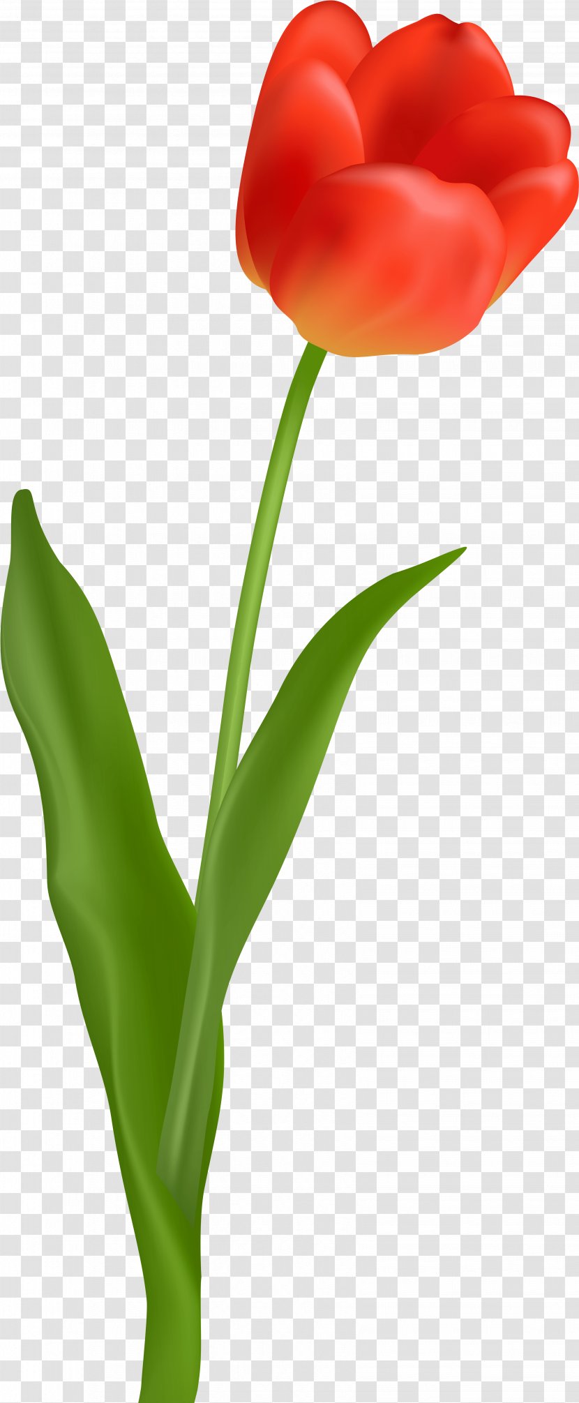 Flower Tulip Plant Petal Pedicel - Leaf Cut Flowers Transparent PNG
