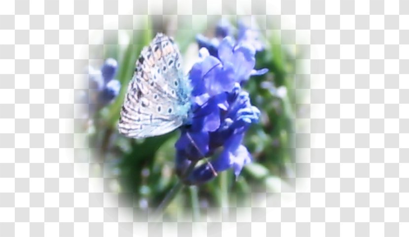 Gossamer-winged Butterflies Lavender - Flowers Board Transparent PNG