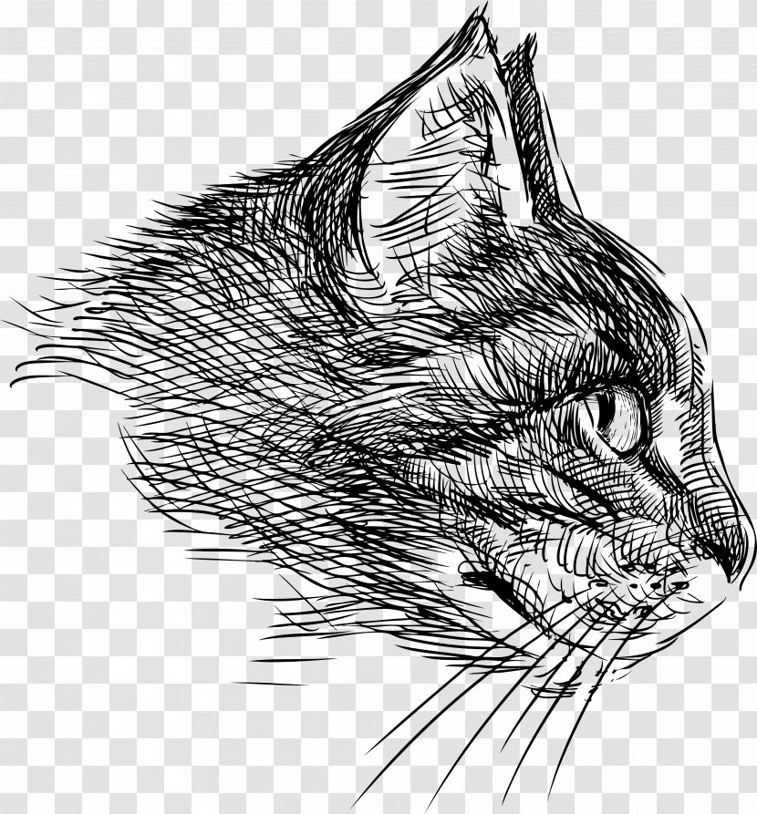 Cat Drawing - Artwork - Head Transparent PNG