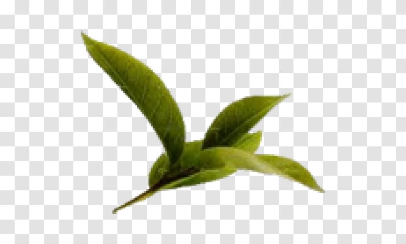 Health Benefits Of Green Tea: An Evidence-based Approach Leaf Tea Plant - Drink Transparent PNG