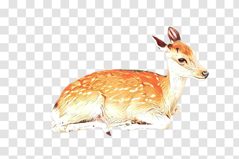 Wildlife Deer Fawn Antelope Roe Deer Transparent PNG