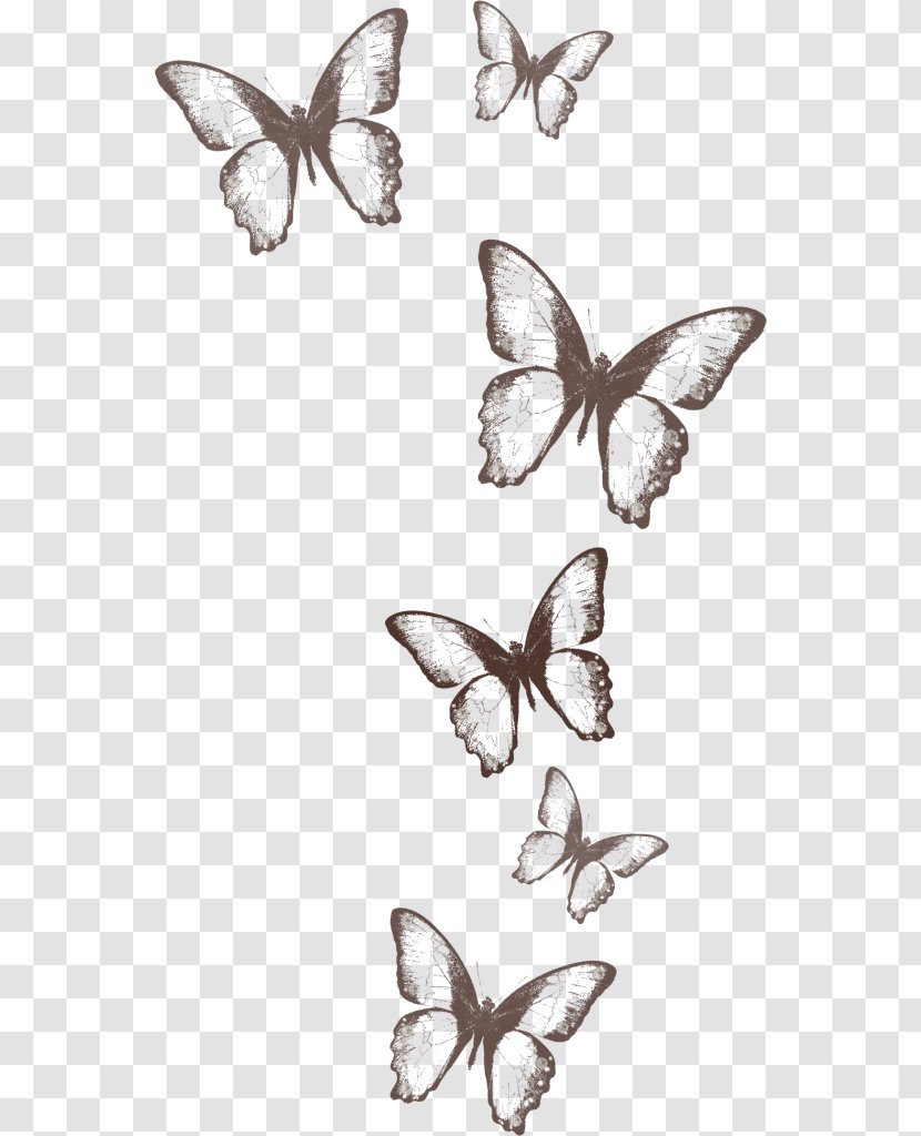 Monarch Butterfly Drawing Clip Art - Wing Transparent PNG