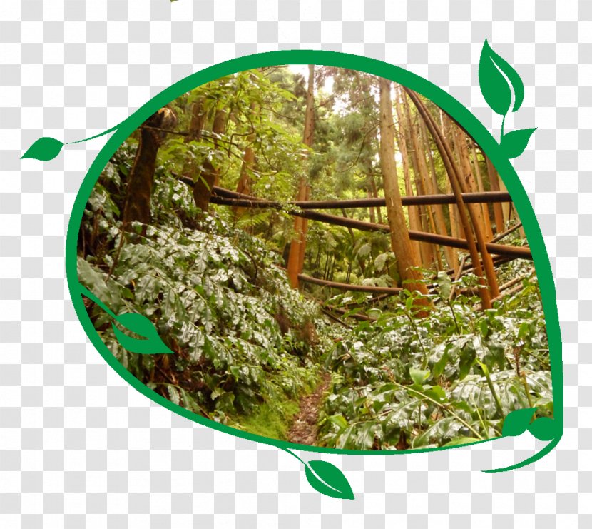 Inconceivable Wilson Tree Forest - Plant Transparent PNG