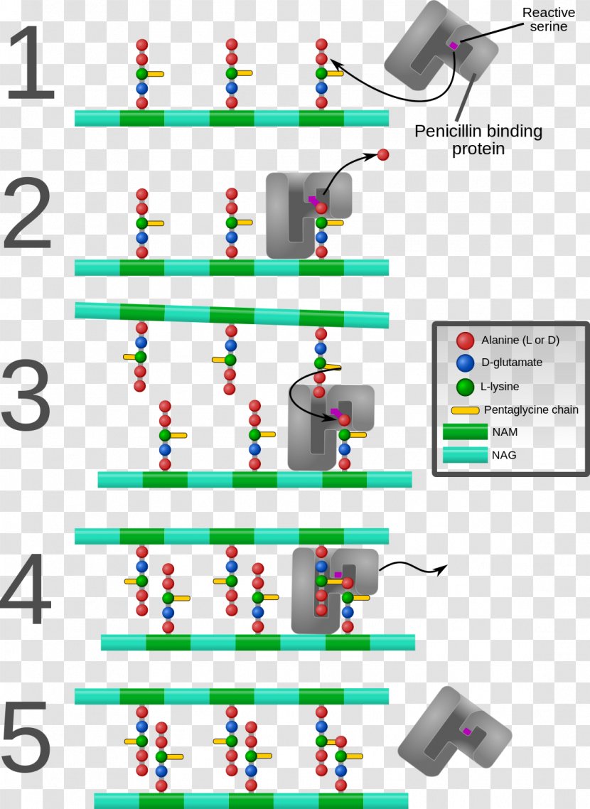 Penicillin Binding Proteins Antibiotics Benzylpenicillin - Cephalosporin - Technology Transparent PNG