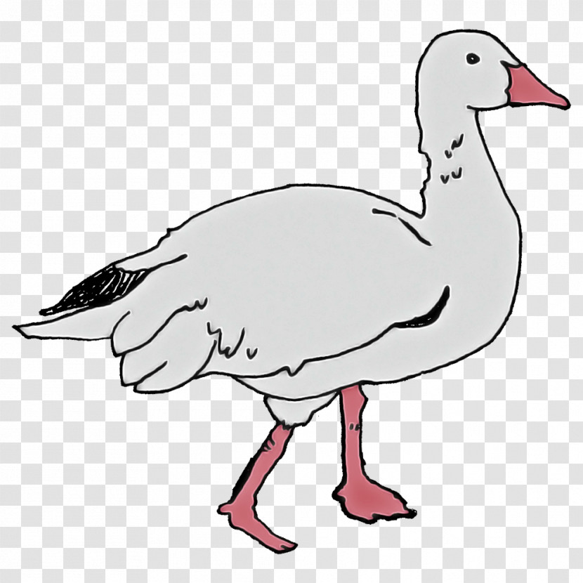 Domestic Duck Birds Goose Duck Toulouse Goose Transparent PNG