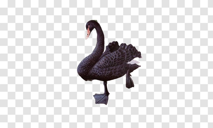 Black Swan Duck - Feather - Walking FIG Creative Image Transparent PNG