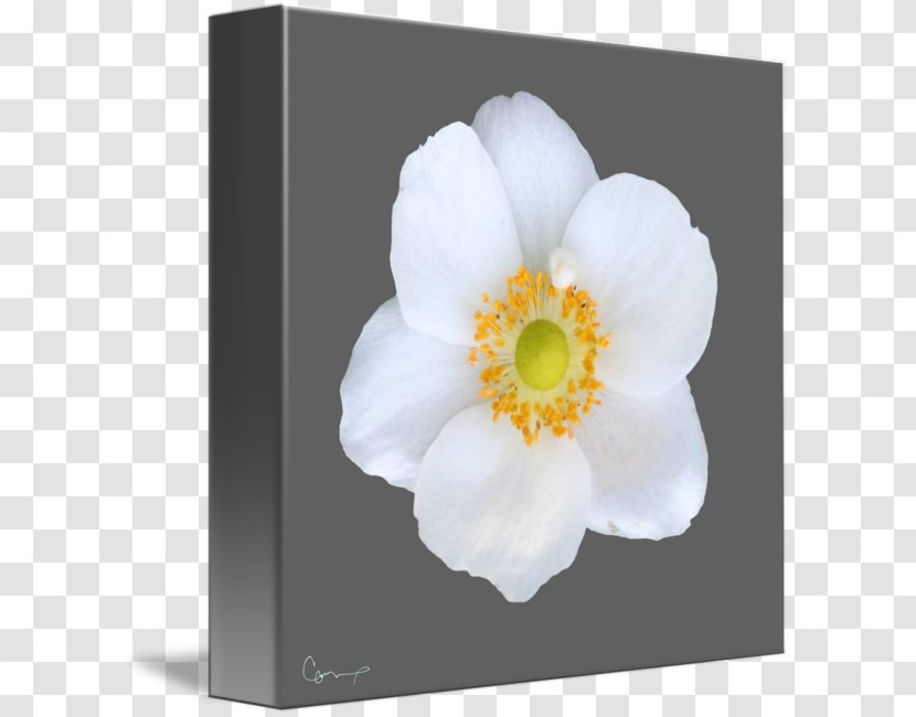 Flowering Plant Gallery Wrap Petal Rosaceae - Rose Family - Gray Flower Transparent PNG