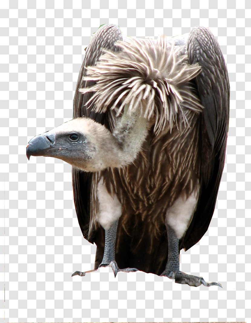 White-backed Vulture Cape Griffon African Elephant - Vultures - Bird Transparent PNG