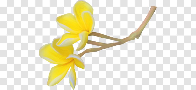 Petal Cut Flowers Plant Stem - Flower Transparent PNG