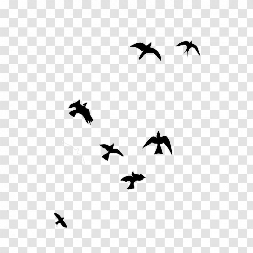 Bird Migration Water Beak Wing - Silhouette - Crow Transparent PNG