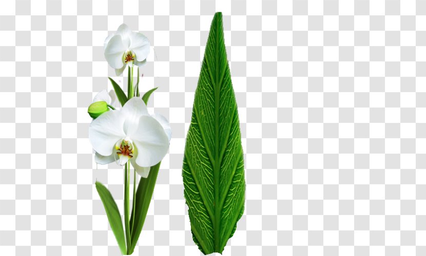 Flowering Plant Brazil Orchids - Flower Transparent PNG