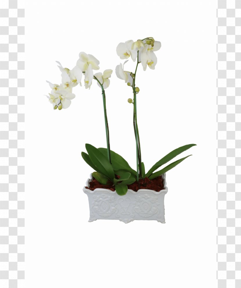 Moth Orchids Flower Plant Floral Design - Flowering Transparent PNG