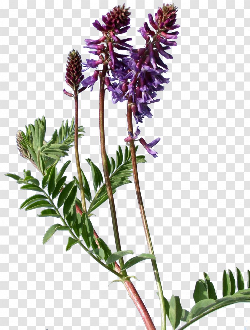 Plant Astragalus Bisulcatus Weed Flower French Lavender - Flowering - Identification Transparent PNG