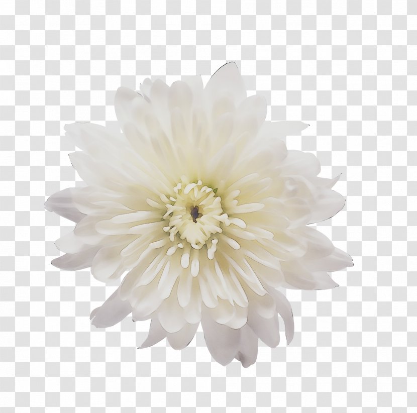 Transvaal Daisy Cut Flowers Chrysanthemum Dahlia - Zinnia Transparent PNG