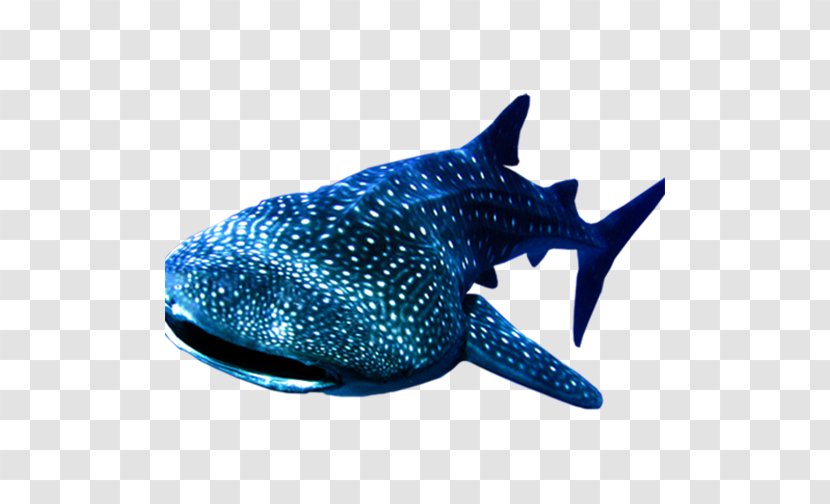 Whale Shark - Organism - Marine Transparent PNG