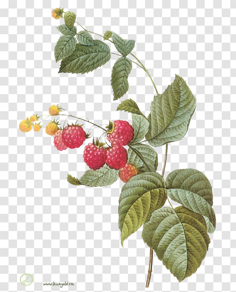 Botany Fruit Raspberry Botanical Illustration Printmaking - Schisandra Transparent PNG
