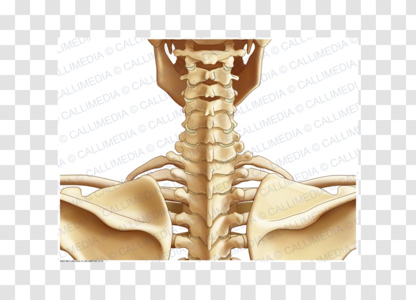 Posterior Triangle Of The Neck Human Anatomy Body - Frame - Osso Transparent PNG