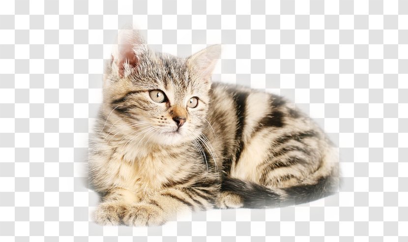 Cat Kitten Pet Dog - Mammal Transparent PNG