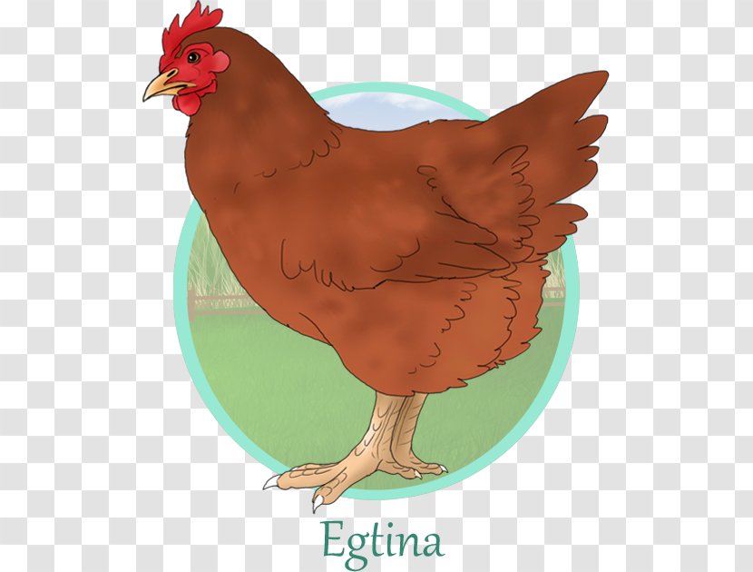 Rooster Fauna Illustration Chicken As Food - Bird - Rhode Island Red Chickens Transparent PNG