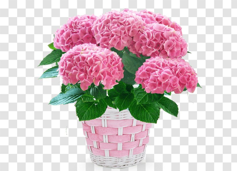 French Hydrangea Carnation Cut Flowers Flowerpot - Floral Design - Flower Transparent PNG